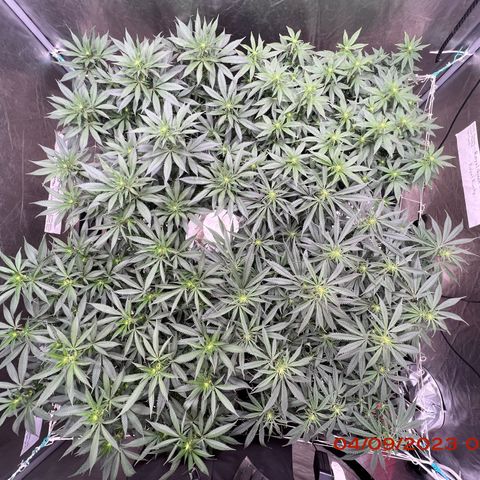 Chemdog 30% Sativa 70% Indica growlog photo: Clockwise from top left = Chemdog, Royal Runtz, Mimosa X Orange Punch, Durban Dew.
