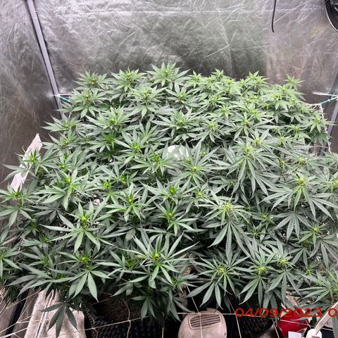 Chemdog 30% Sativa 70% Indica growlog photo: Clockwise from top left = Chemdog, Royal Runtz, Mimosa X Orange Punch, Durban Dew.