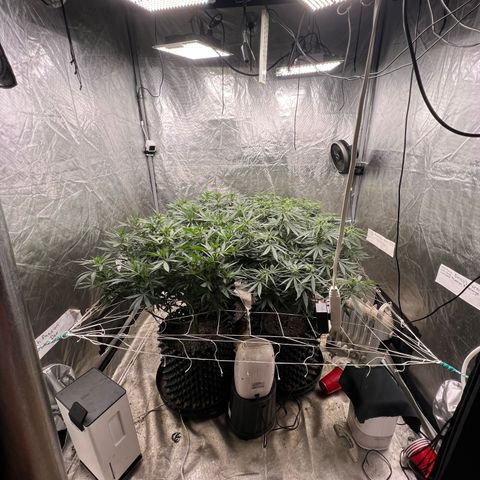 Chemdog 30% Sativa 70% Indica growlog photo: Clockwise from top left = Chemdog, Royal Runtz, Mimosa X Orange Punch, Durban Dew.