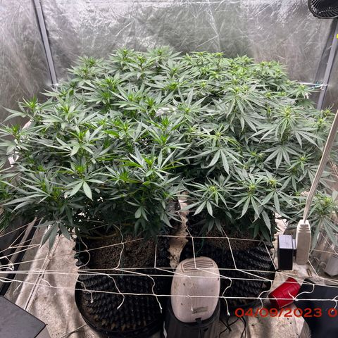 Chemdog 30% Sativa 70% Indica growlog photo: Clockwise from top left = Chemdog, Royal Runtz, Mimosa X Orange Punch, Durban Dew.