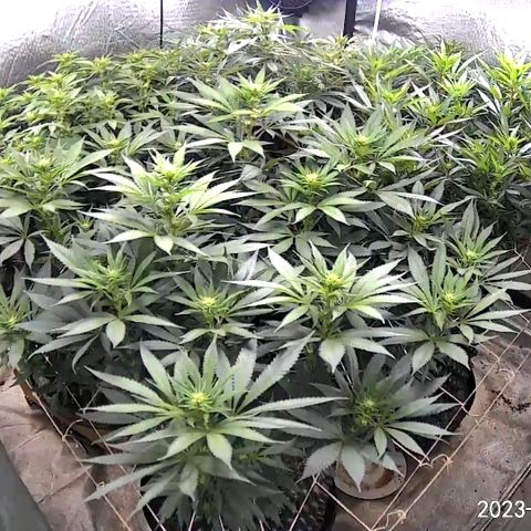 Chemdog 30% Sativa 70% Indica growlog photo: Added a third fan on the bottom to increase airflow 💨to bottom of canopy. Replaced front top oscillating fan with stationary fan and moved oscillating fan to front bottom.