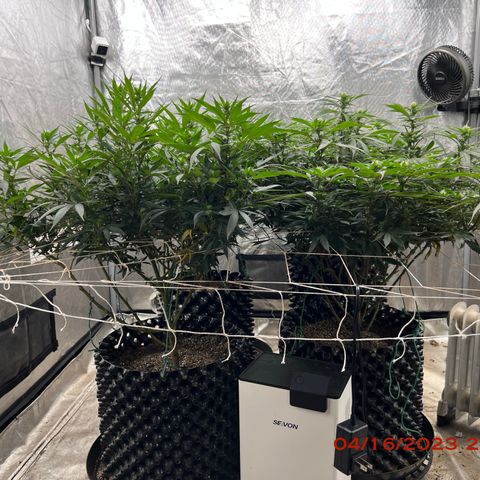 Chemdog 30% Sativa 70% Indica growlog photo: Clockwise from top left = Chemdog, Royal Runtz, Mimosa X Orange Punch, Durban Dew.