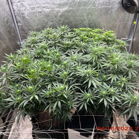 Chemdog 30% Sativa 70% Indica growlog photo: Clockwise from top left = Chemdog, Royal Runtz, Mimosa X Orange Punch, Durban Dew.