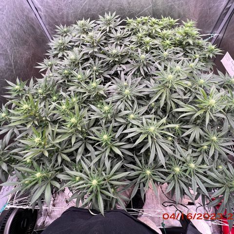 Chemdog 30% Sativa 70% Indica growlog photo: Clockwise from top left = Chemdog, Royal Runtz, Mimosa X Orange Punch, Durban Dew.