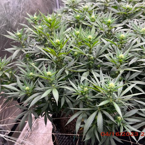 Durban Dew 75% Sativa 25% Indica growlog timeline photo