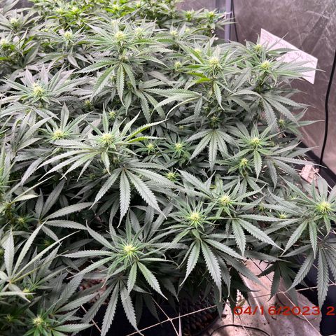 Mimosa X Orange Punch 35% Sativa 65% Indica growlog timeline photo