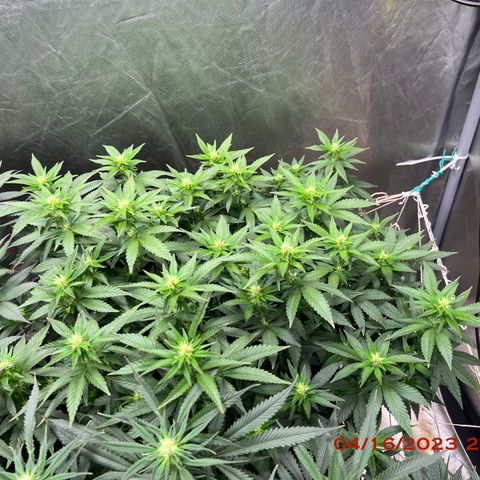 Royal Runtz 50% Sativa 50% Indica growlog timeline photo