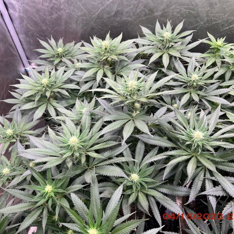 Chemdog 30% Sativa 70% Indica growlog timeline photo