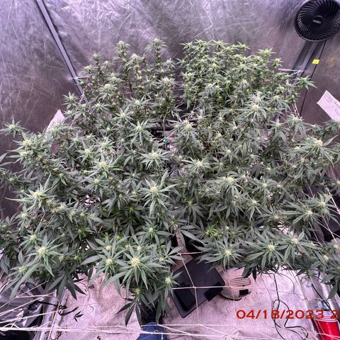 Chemdog 30% Sativa 70% Indica growlog photo: Clockwise from top left = Chemdog, Royal Runtz, Mimosa X Orange Punch, Durban Dew.