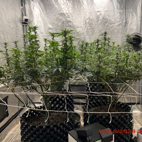 Chemdog 30% Sativa 70% Indica growlog photo: Clockwise from top left = Chemdog, Royal Runtz, Mimosa X Orange Punch, Durban Dew.