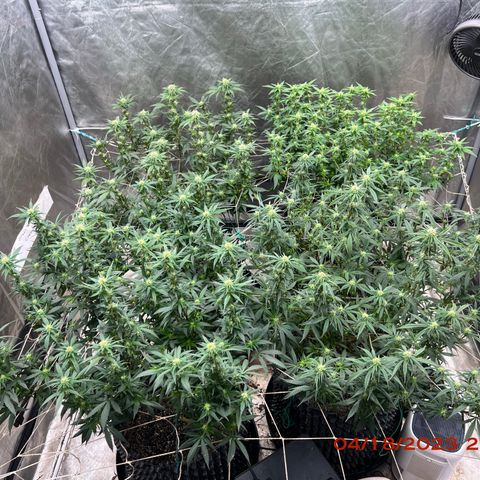 Chemdog 30% Sativa 70% Indica growlog photo: Clockwise from top left = Chemdog, Royal Runtz, Mimosa X Orange Punch, Durban Dew.