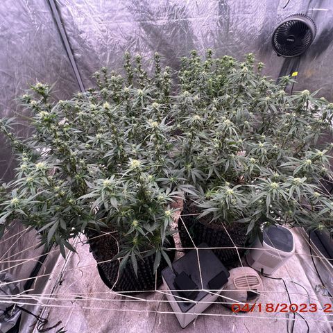 Chemdog 30% Sativa 70% Indica growlog photo: Clockwise from top left = Chemdog, Royal Runtz, Mimosa X Orange Punch, Durban Dew.