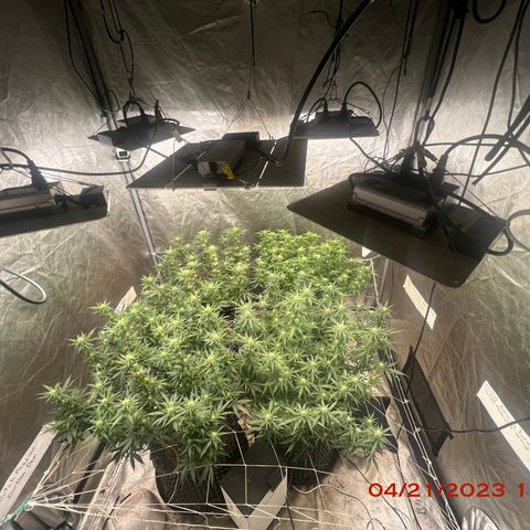Chemdog 30% Sativa 70% Indica growlog photo: Clockwise from top left = Chemdog, Royal Runtz, Mimosa X Orange Punch, Durban Dew. Added a fifth light 💡in the middle. Now I have 💯% coverage guaranteed 😏.