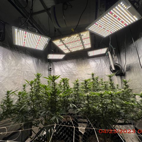 Chemdog 30% Sativa 70% Indica growlog photo: Added a fifth light 💡in the middle. Now I have 💯% coverage guaranteed 😏.