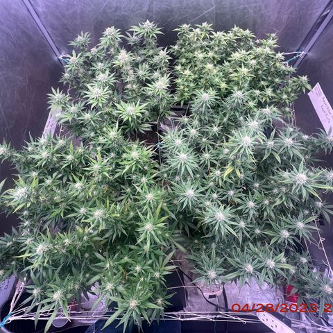 Chemdog 30% Sativa 70% Indica growlog photo: Clockwise from top left = Chemdog, Royal Runtz, Mimosa X Orange Punch, Durban Dew.
