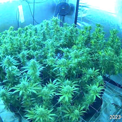 Chemdog 30% Sativa 70% Indica growlog photo: Installed UV light 💡to increase ☝️THC. 