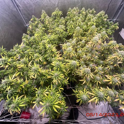 Chemdog 30% Sativa 70% Indica growlog photo: Clockwise from top left = Chemdog, Royal Runtz, Mimosa X Orange Punch, Durban Dew.