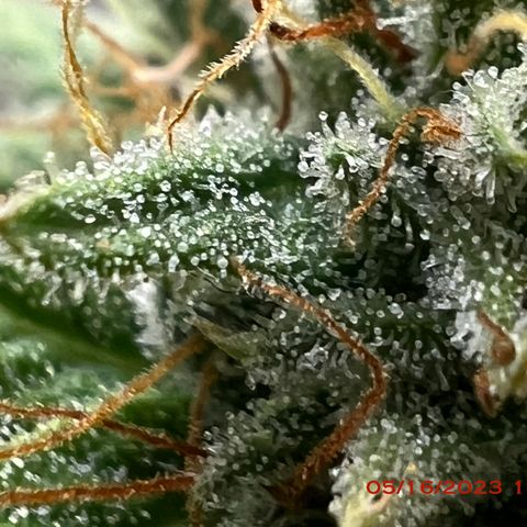 Chemdog 30% Sativa 70% Indica growlog photo: Start of week 8 flowering 🌹. 