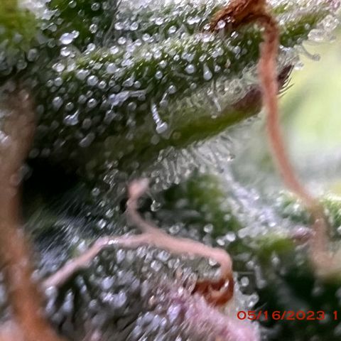 Royal Runtz 50% Sativa 50% Indica growlog photo: Start of week 8 flowering 🌹. 