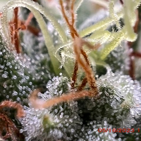 Chemdog 30% Sativa 70% Indica growlog photo: Start of week 8 flowering 🌹. 
