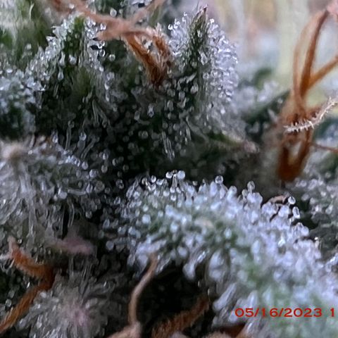 Mimosa X Orange Punch 35% Sativa 65% Indica growlog photo: Start of week 8 flowering 🌹. 