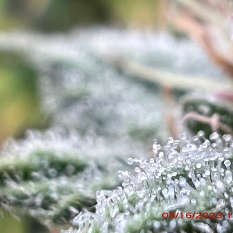 Mimosa X Orange Punch 35% Sativa 65% Indica growlog photo: Start of week 8 flowering 🌹. 