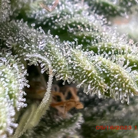 Mimosa X Orange Punch 35% Sativa 65% Indica growlog photo: Start of week 8 flowering 🌹. 