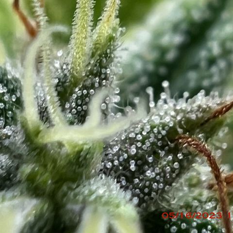 Durban Dew 75% Sativa 25% Indica growlog photo: Start of week 8 flowering 🌹. 
