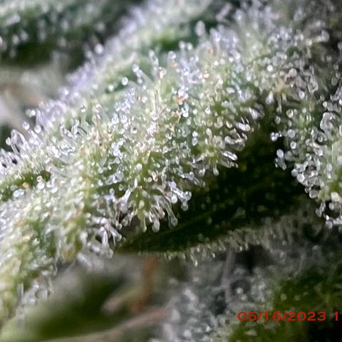 Mimosa X Orange Punch 35% Sativa 65% Indica growlog photo: Start of week 8 flowering 🌹. 