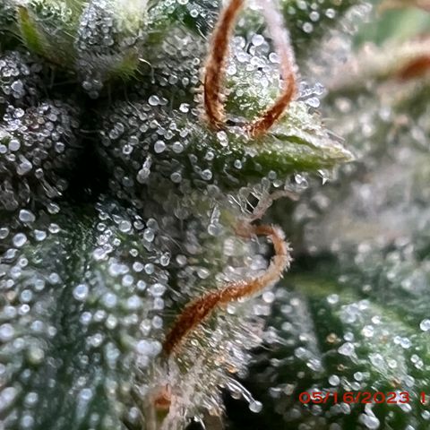 Durban Dew 75% Sativa 25% Indica growlog photo: Start of week 8 flowering 🌹. 