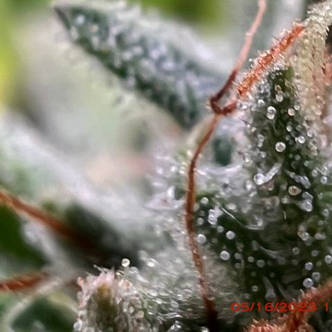 Chemdog 30% Sativa 70% Indica growlog photo: Start of week 8 flowering 🌹. 