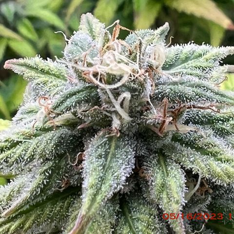 Mimosa X Orange Punch 35% Sativa 65% Indica growlog photo: Start of week 8 flowering 🌹. 