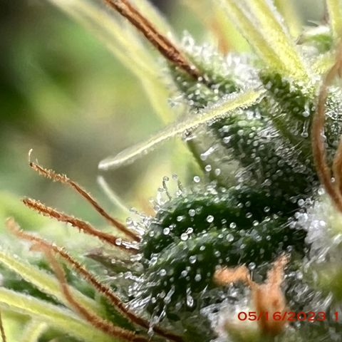Royal Runtz 50% Sativa 50% Indica growlog photo: Start of week 8 flowering 🌹. 