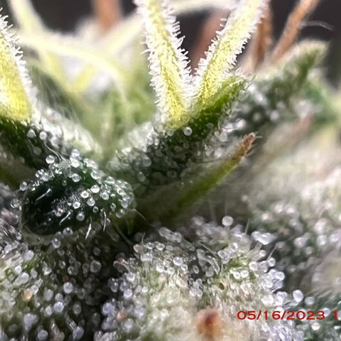 Durban Dew 75% Sativa 25% Indica growlog photo: Start of week 8 flowering 🌹. 