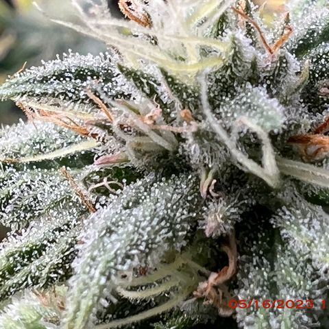 Mimosa X Orange Punch 35% Sativa 65% Indica growlog photo: Start of week 8 flowering 🌹. 