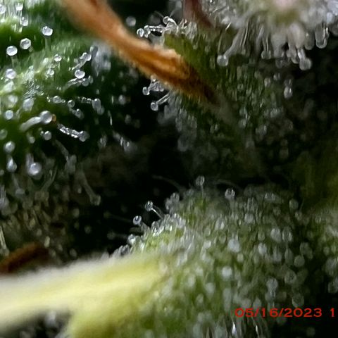 Royal Runtz 50% Sativa 50% Indica growlog photo: Start of week 8 flowering 🌹. 
