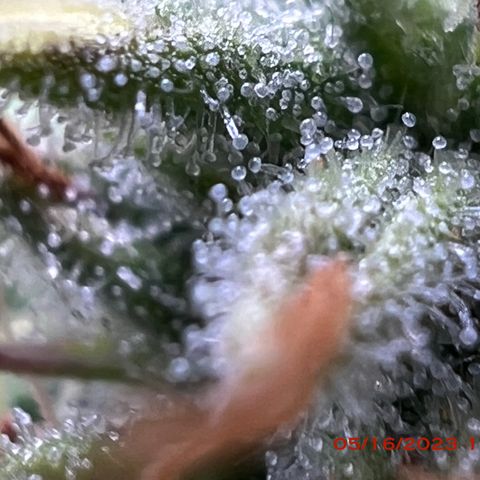 Royal Runtz 50% Sativa 50% Indica growlog photo: Start of week 8 flowering 🌹. 