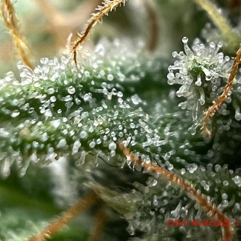 Chemdog 30% Sativa 70% Indica growlog photo: Start of week 8 flowering 🌹. 