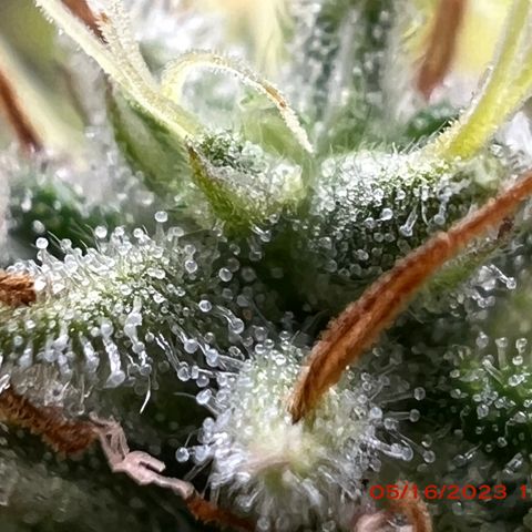 Royal Runtz 50% Sativa 50% Indica growlog photo: Start of week 8 flowering 🌹. 