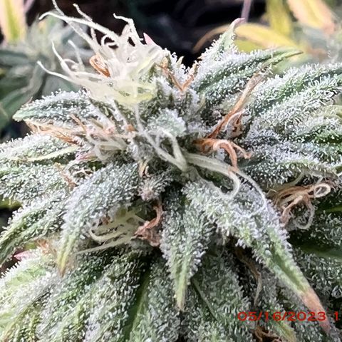 Mimosa X Orange Punch 35% Sativa 65% Indica growlog photo: Start of week 8 flowering 🌹. 