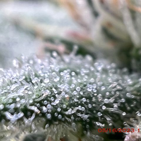 Mimosa X Orange Punch 35% Sativa 65% Indica growlog photo: Start of week 8 flowering 🌹. 
