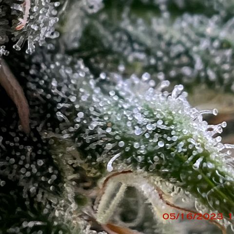 Mimosa X Orange Punch 35% Sativa 65% Indica growlog photo: Start of week 8 flowering 🌹. 