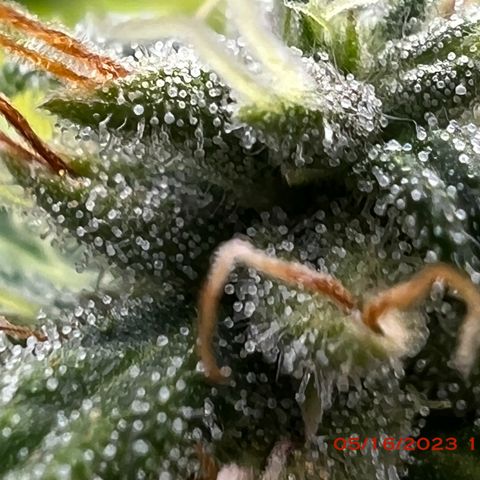 Durban Dew 75% Sativa 25% Indica growlog photo: Start of week 8 flowering 🌹. 