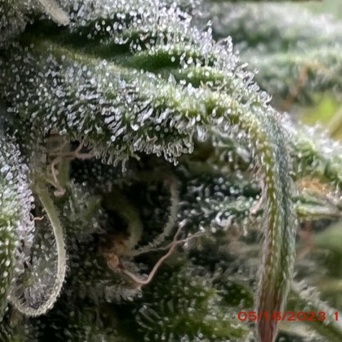 Mimosa X Orange Punch 35% Sativa 65% Indica growlog photo: Start of week 8 flowering 🌹. 