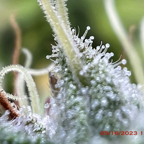 Royal Runtz 50% Sativa 50% Indica growlog photo: Start of week 8 flowering 🌹. 