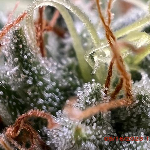 Chemdog 30% Sativa 70% Indica growlog photo: Start of week 8 flowering 🌹. 