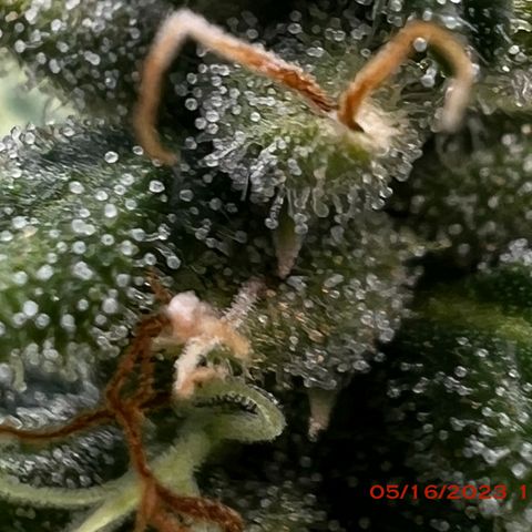 Durban Dew 75% Sativa 25% Indica growlog photo: Start of week 8 flowering 🌹. 