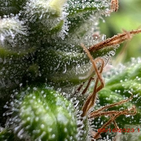 Royal Runtz 50% Sativa 50% Indica growlog photo: Start of week 8 flowering 🌹. 