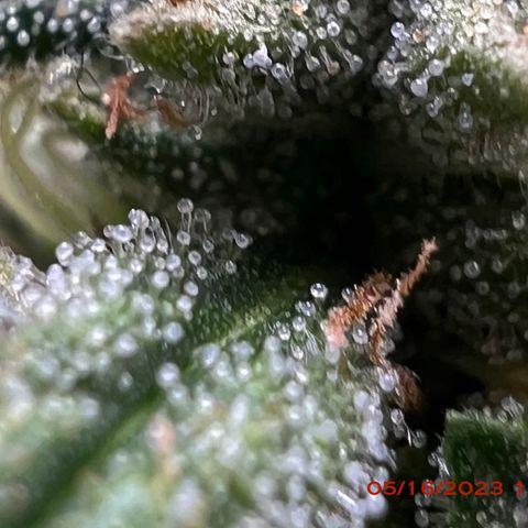 Durban Dew 75% Sativa 25% Indica growlog photo: Start of week 8 flowering 🌹. 