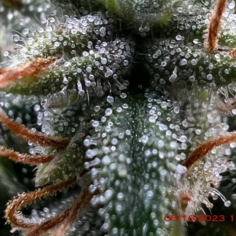 Durban Dew 75% Sativa 25% Indica growlog photo: Start of week 8 flowering 🌹. 